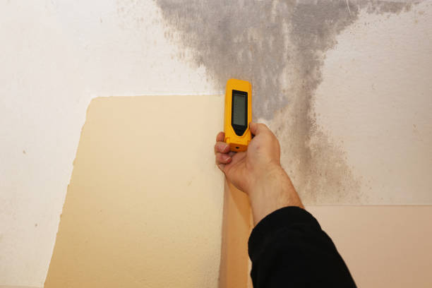 Environmental Consulting for Mold Prevention in Mount Vista, WA