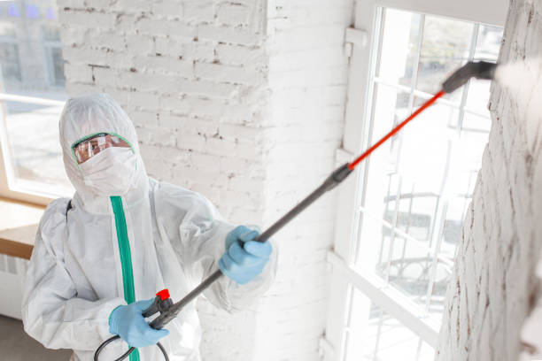 Professional Mold Removal in Mount Vista, WA